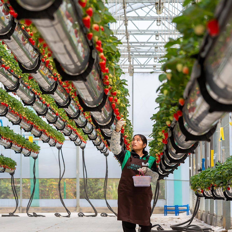 辽阳市种植槽空中草莓 - 一站式服务