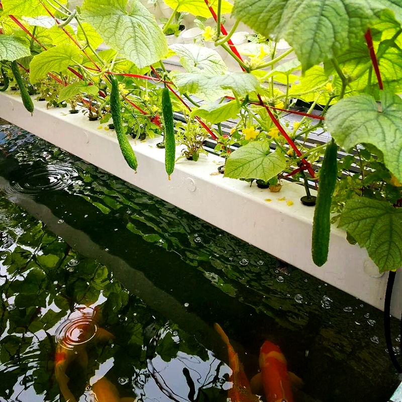 辽阳市智能温室鱼菜共生 - 一站式服务