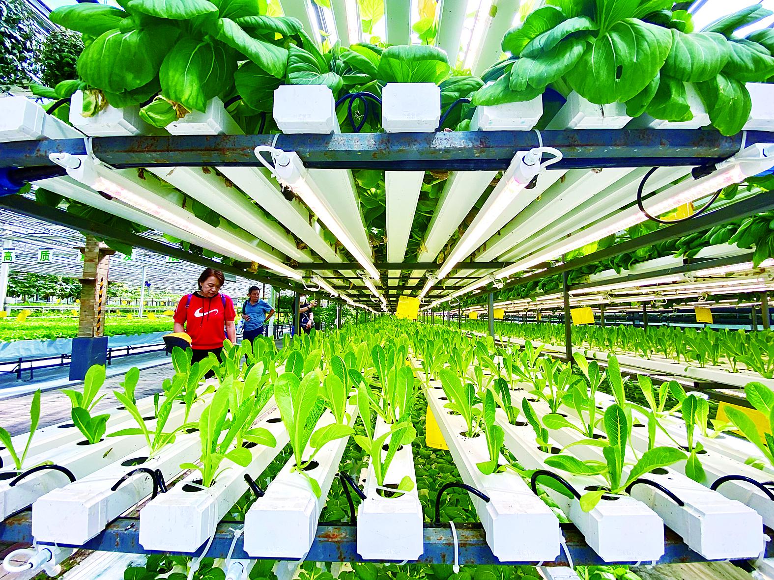 辽阳市苗床植物工厂 - 排名
